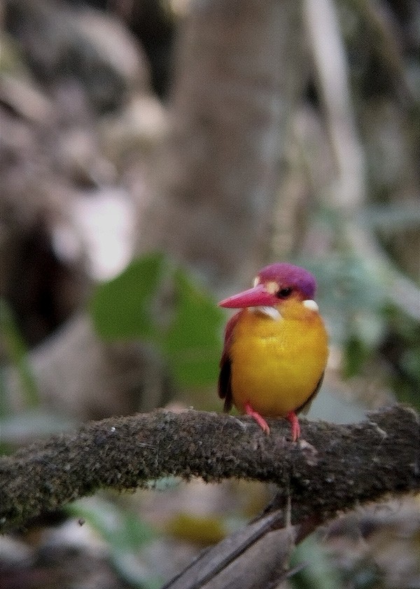 Rufous-backed Dwarf-Kingfisher - Asman Adi Purwanto