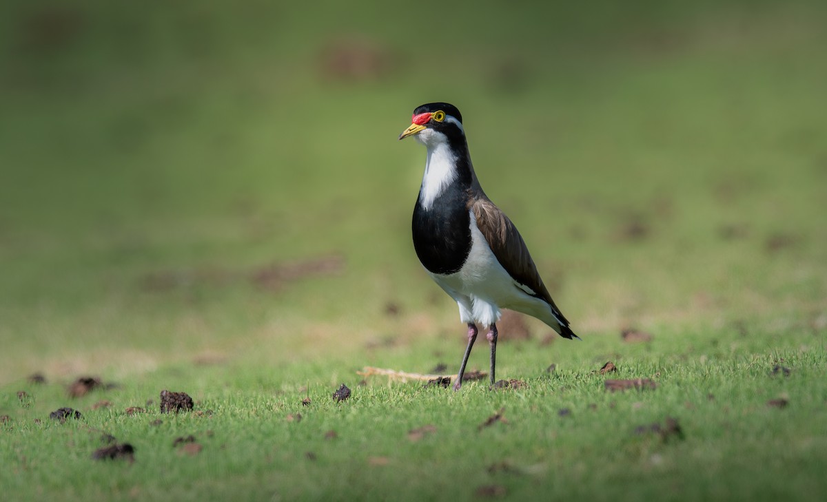Banded Lapwing - ML609445506