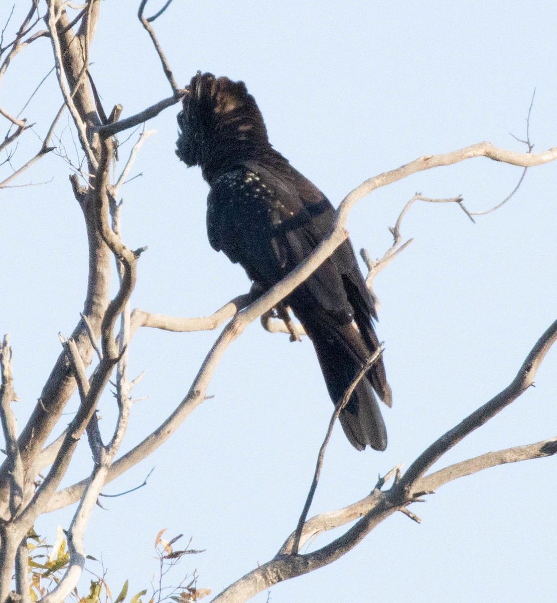 Red-tailed Black-Cockatoo - ML609445717