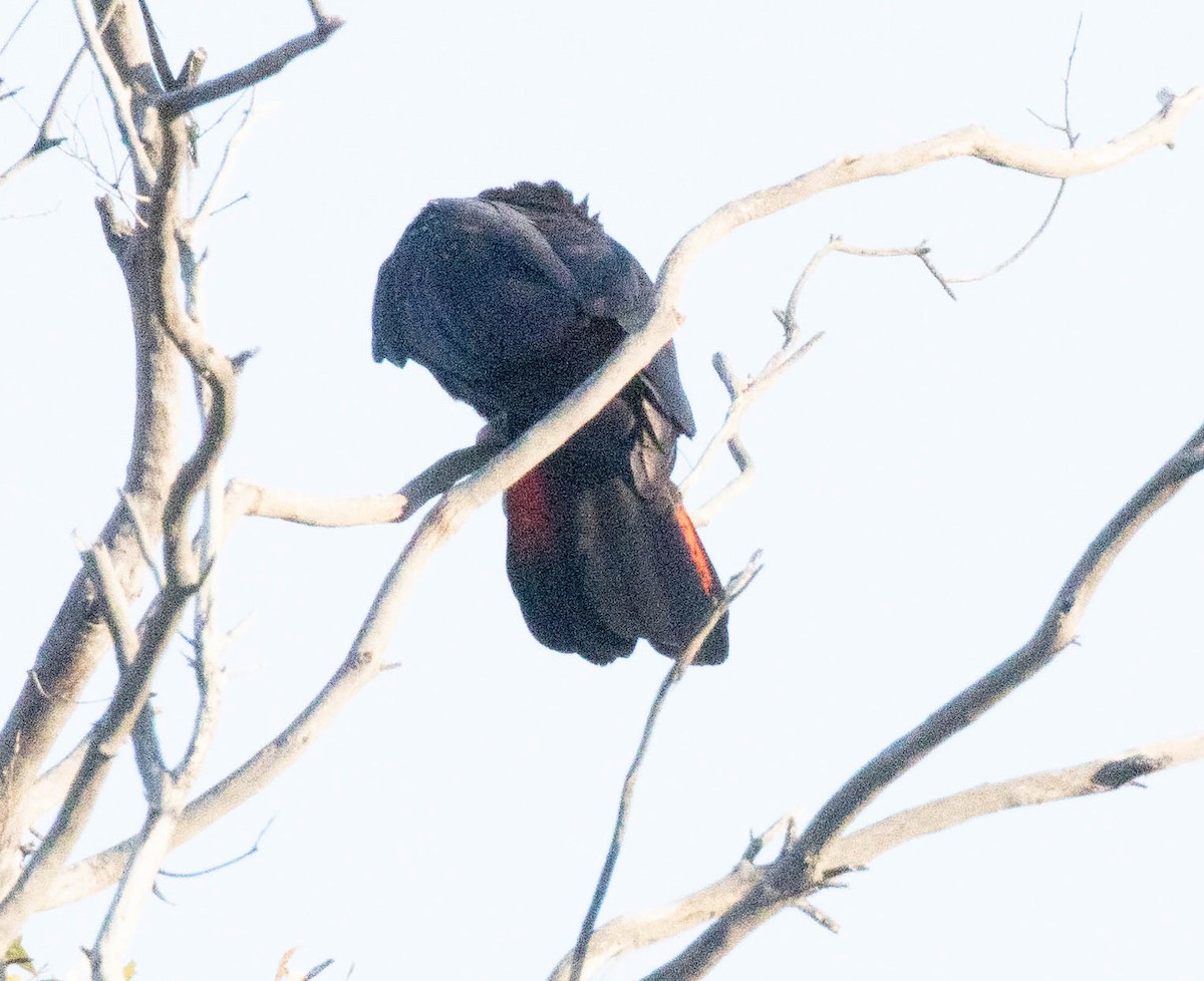 Red-tailed Black-Cockatoo - ML609445718