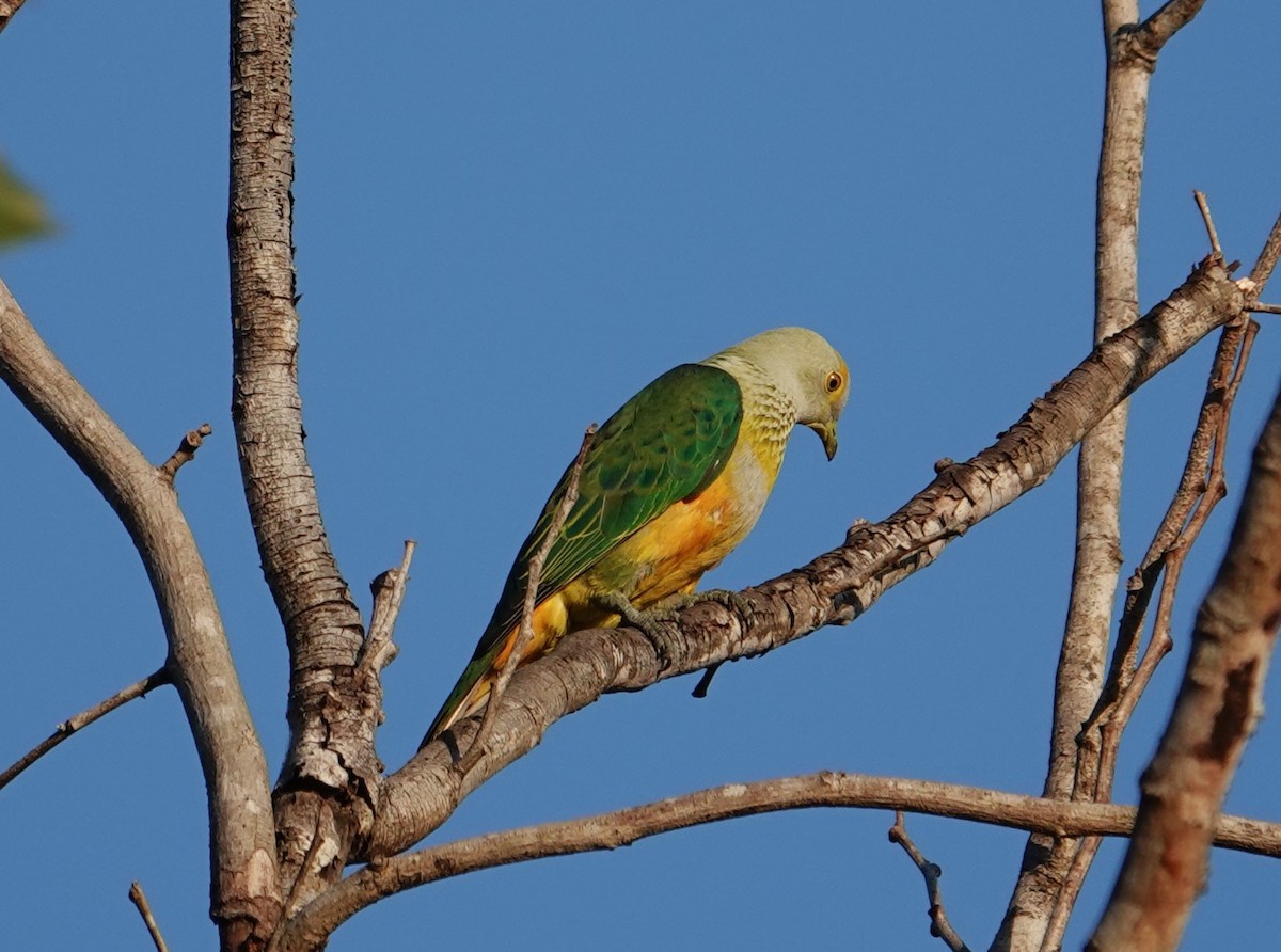 Rose-crowned Fruit-Dove - ML609445998