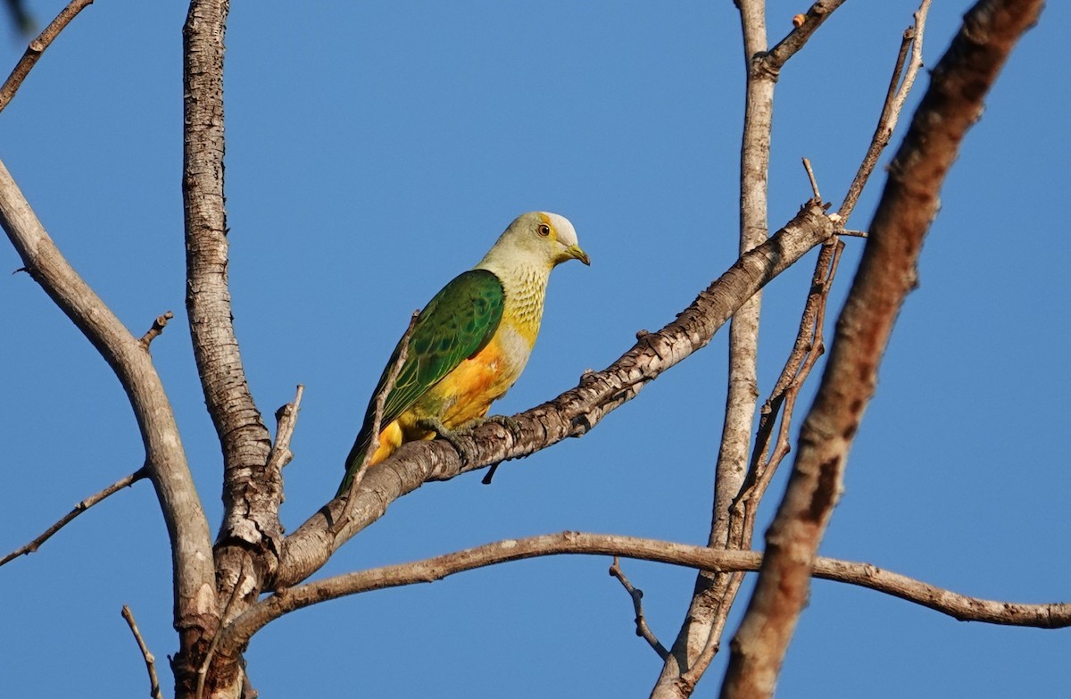 Rose-crowned Fruit-Dove - ML609445999
