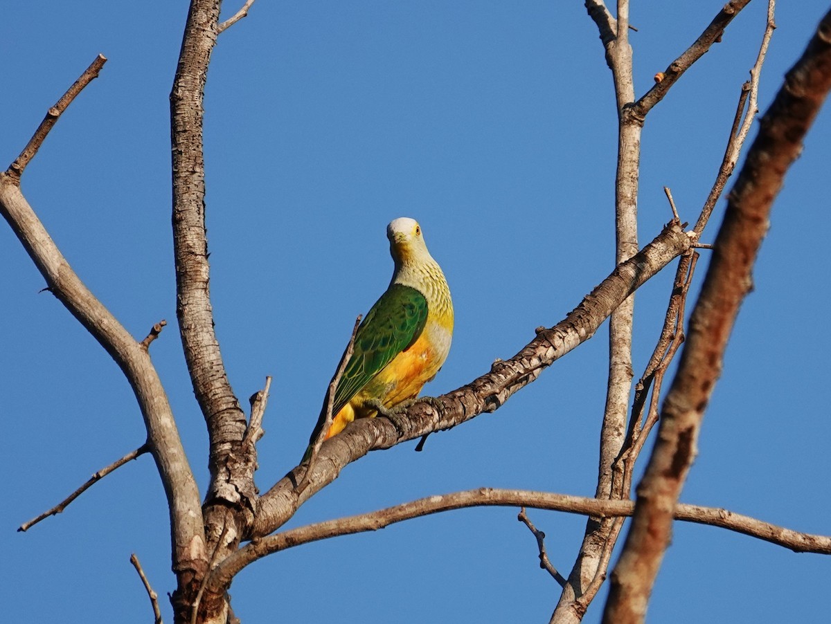 Rose-crowned Fruit-Dove - ML609446001