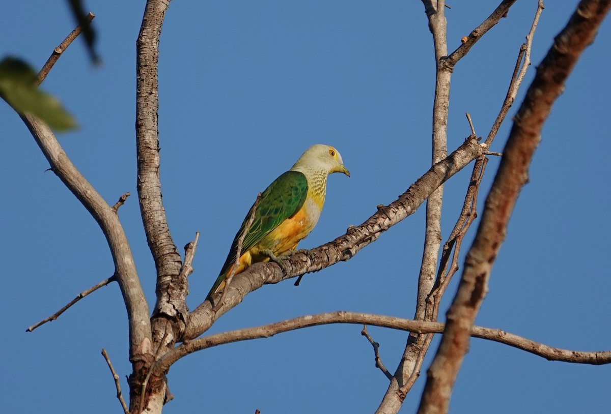 Rose-crowned Fruit-Dove - ML609446002