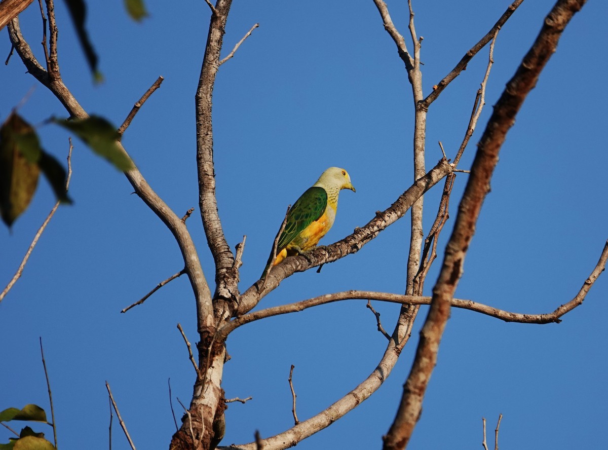 Rose-crowned Fruit-Dove - ML609446003