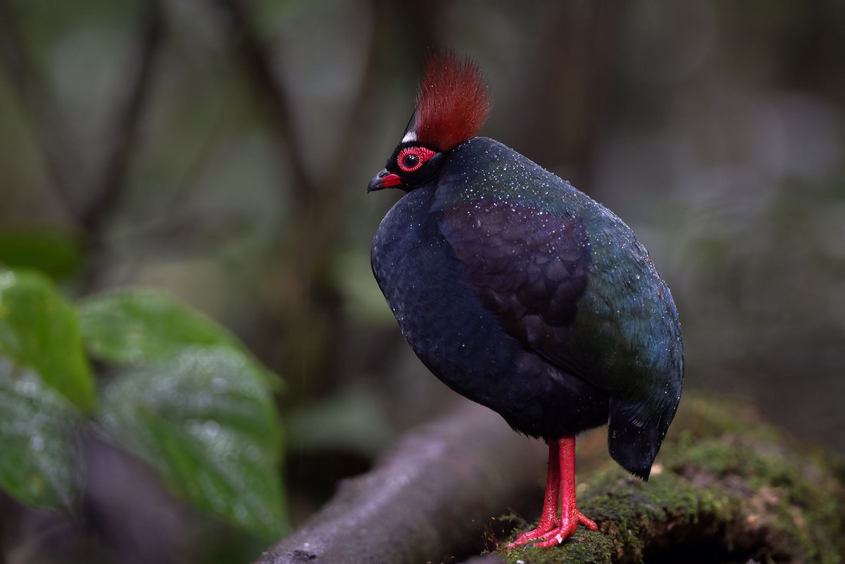 Crested Partridge - ML609446500