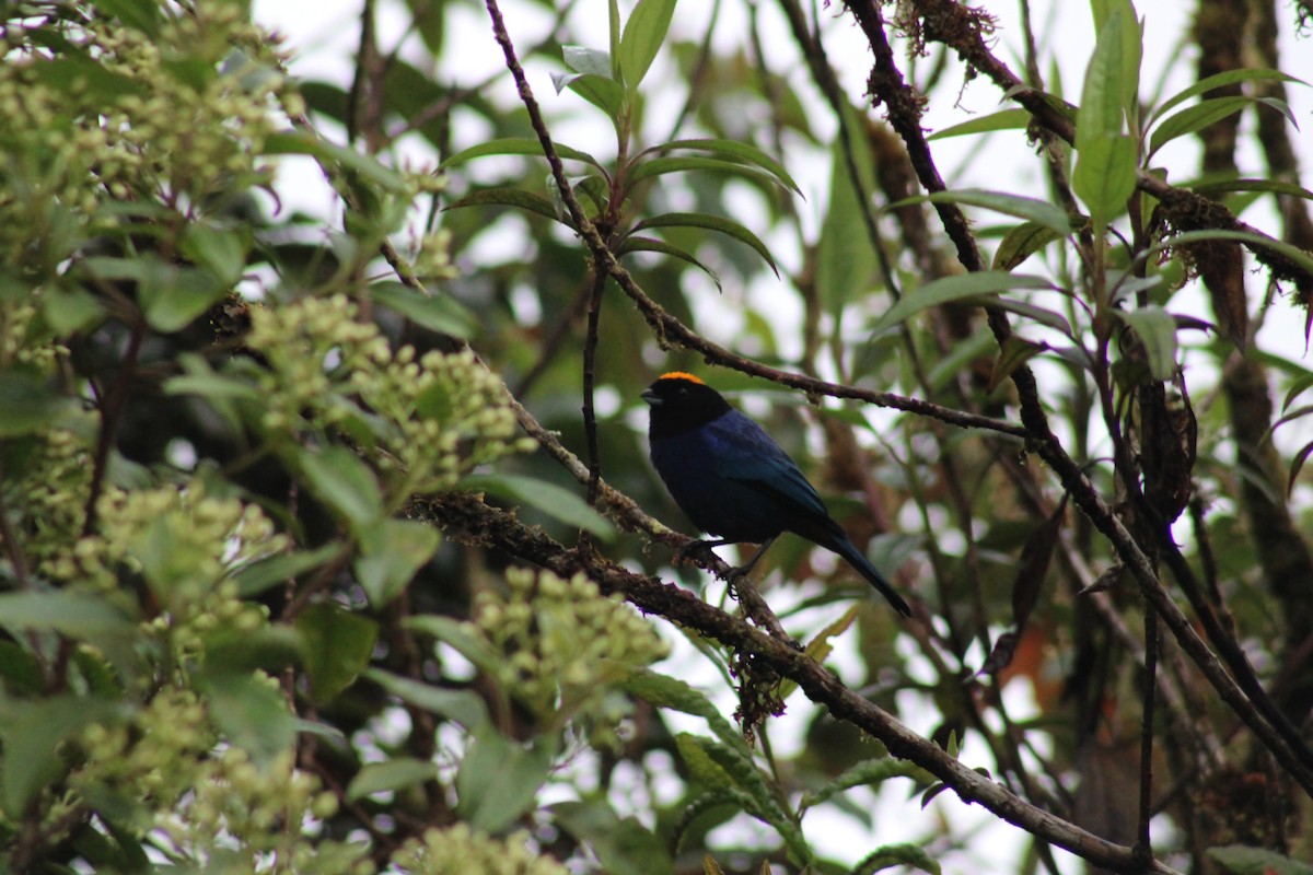 Golden-crowned Tanager - ML609446582
