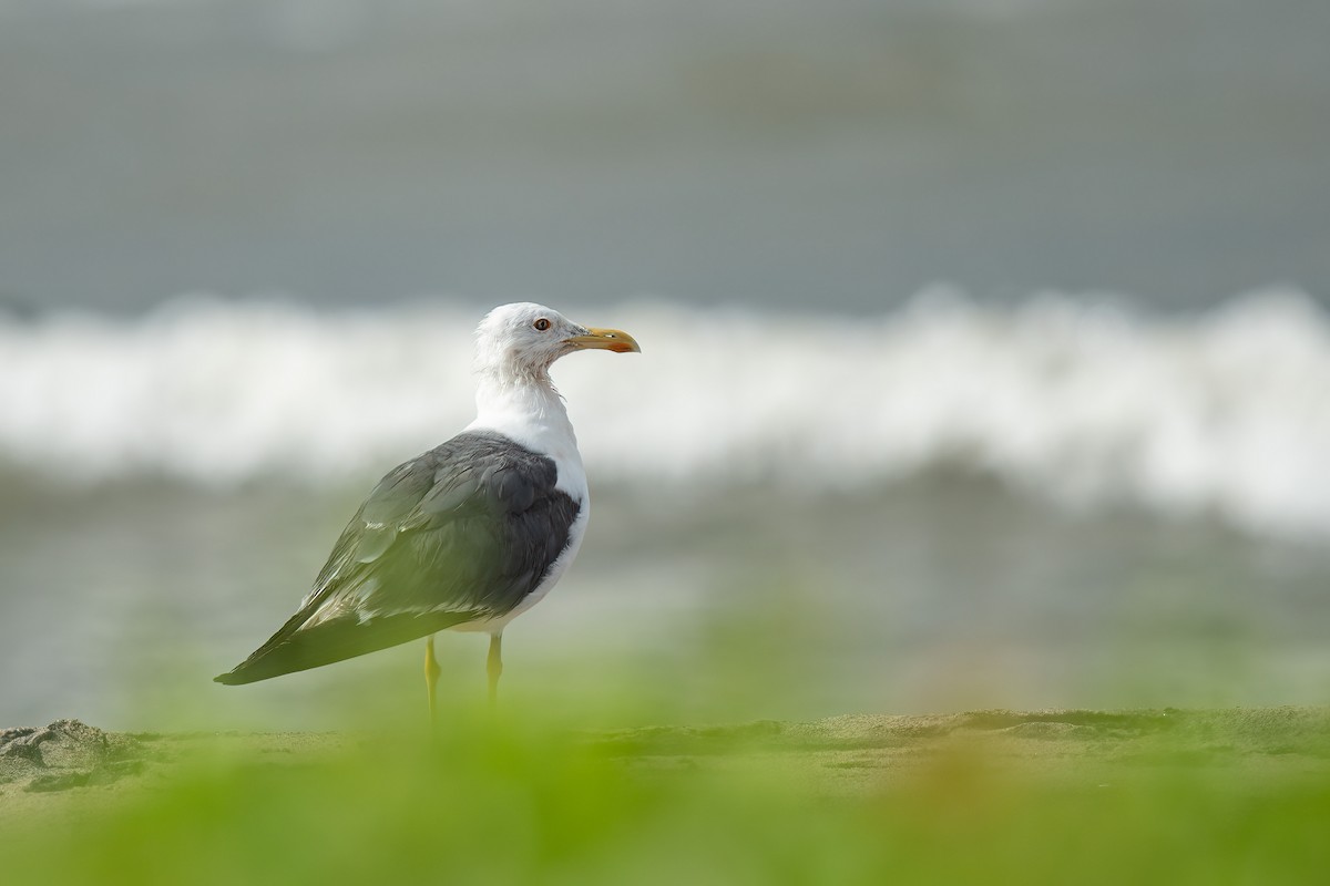Lesser Black-backed Gull - ML609446693