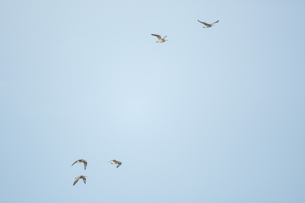Whimbrel - ML609446712
