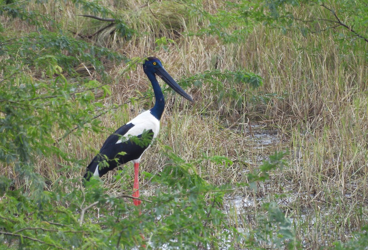 Black-necked Stork - ML609446755