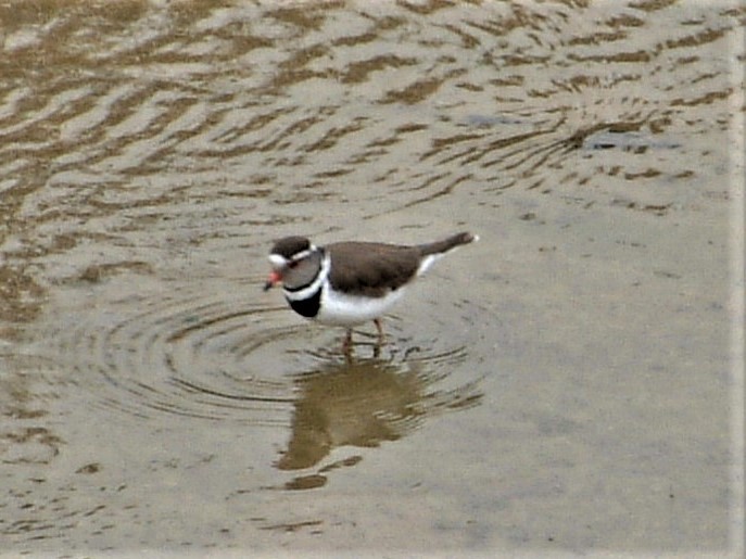 Three-banded Plover - ML609447604