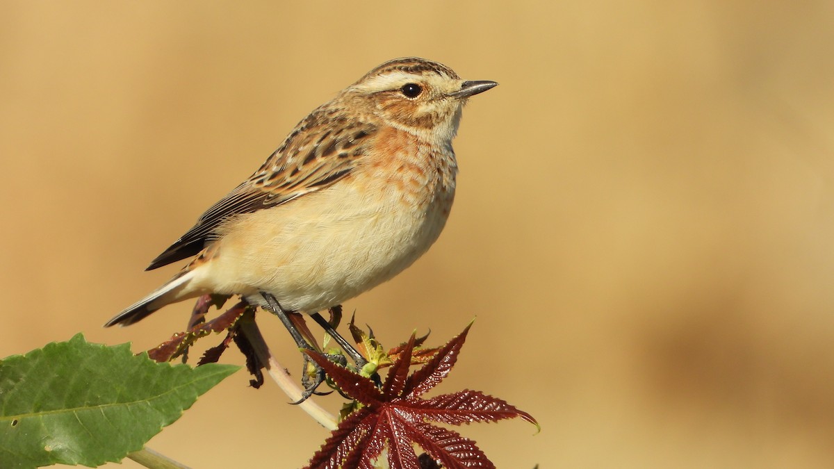 Whinchat - ML609447662