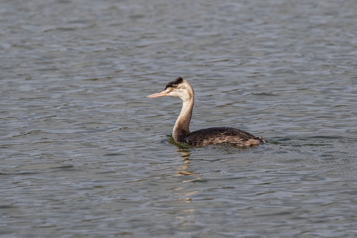 Great Crested Grebe - ML609448119