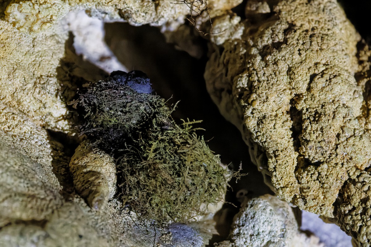 Mossy-nest Swiftlet - ML609448671