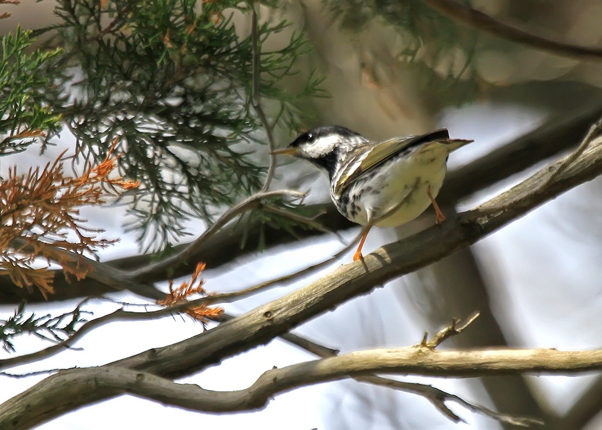 svarthetteparula - ML609448686