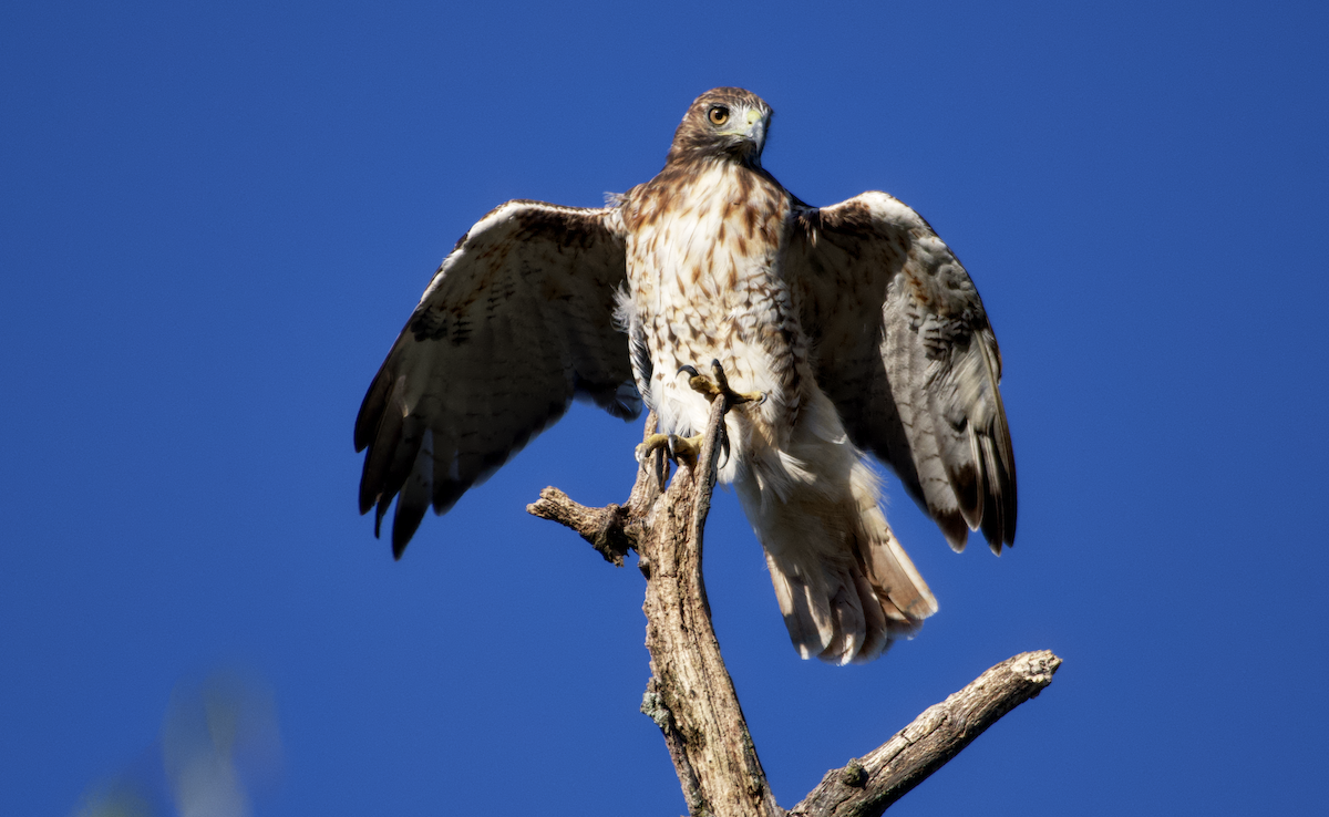 Red-tailed Hawk - ML609448721