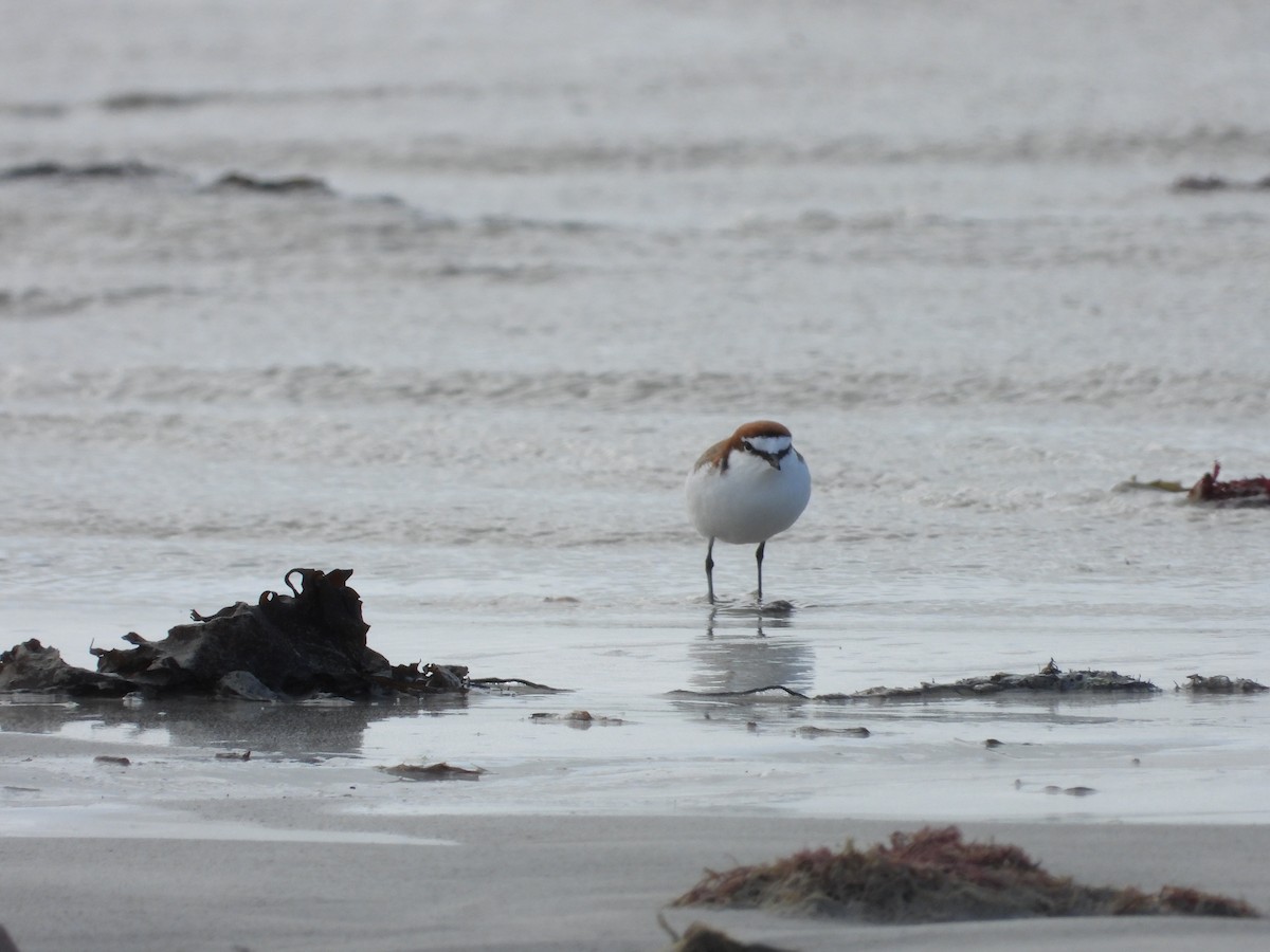 Red-capped Plover - ML609448797