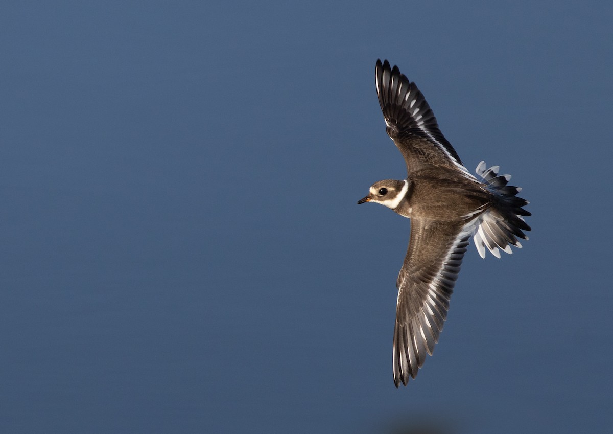 Common Ringed Plover - ML609448874