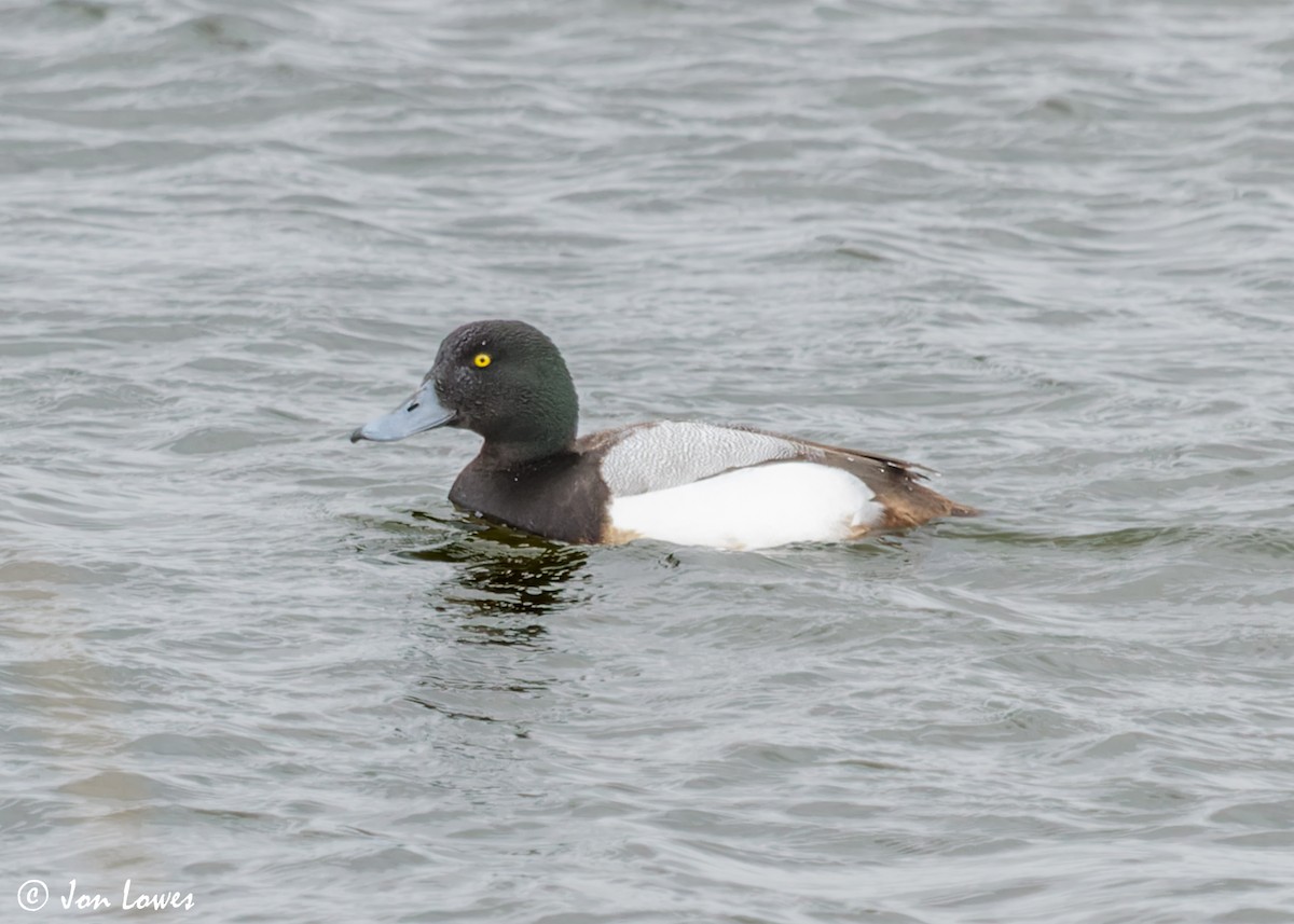 Greater Scaup - ML609448906