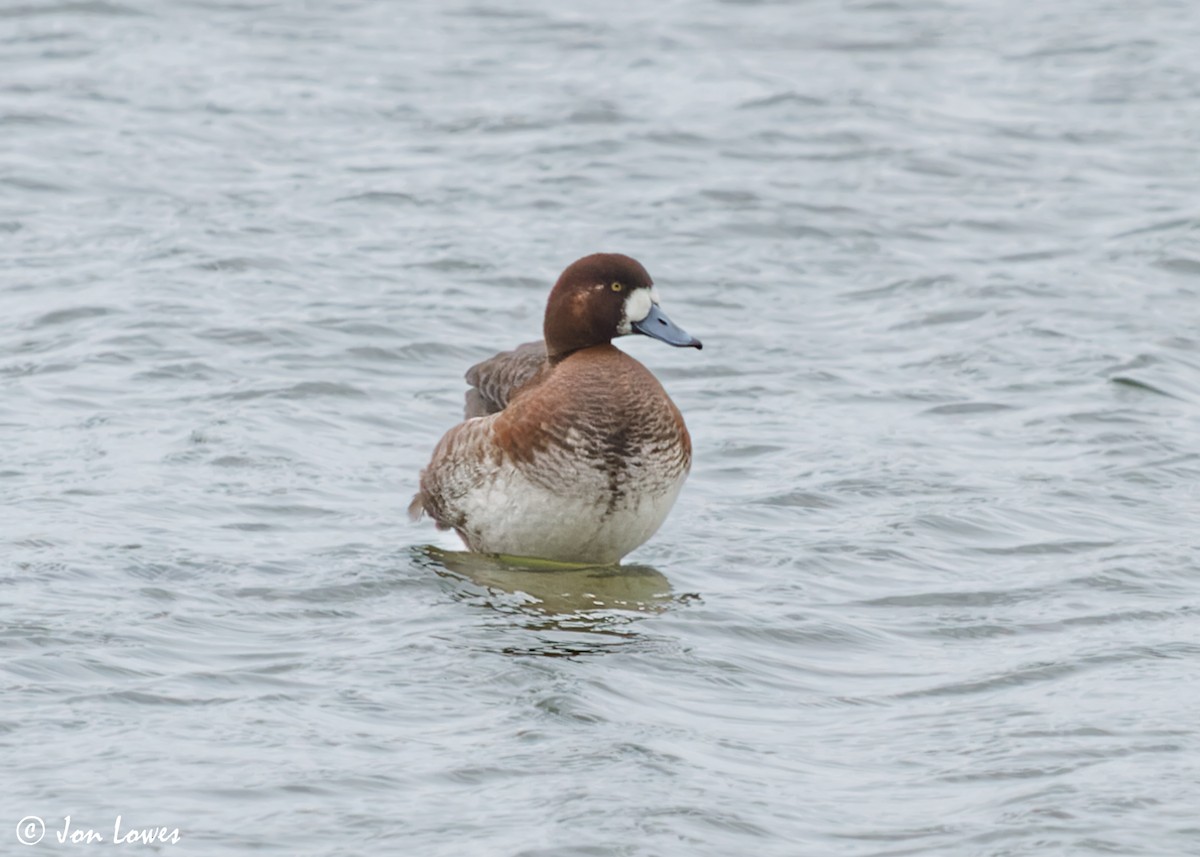 Greater Scaup - ML609448907