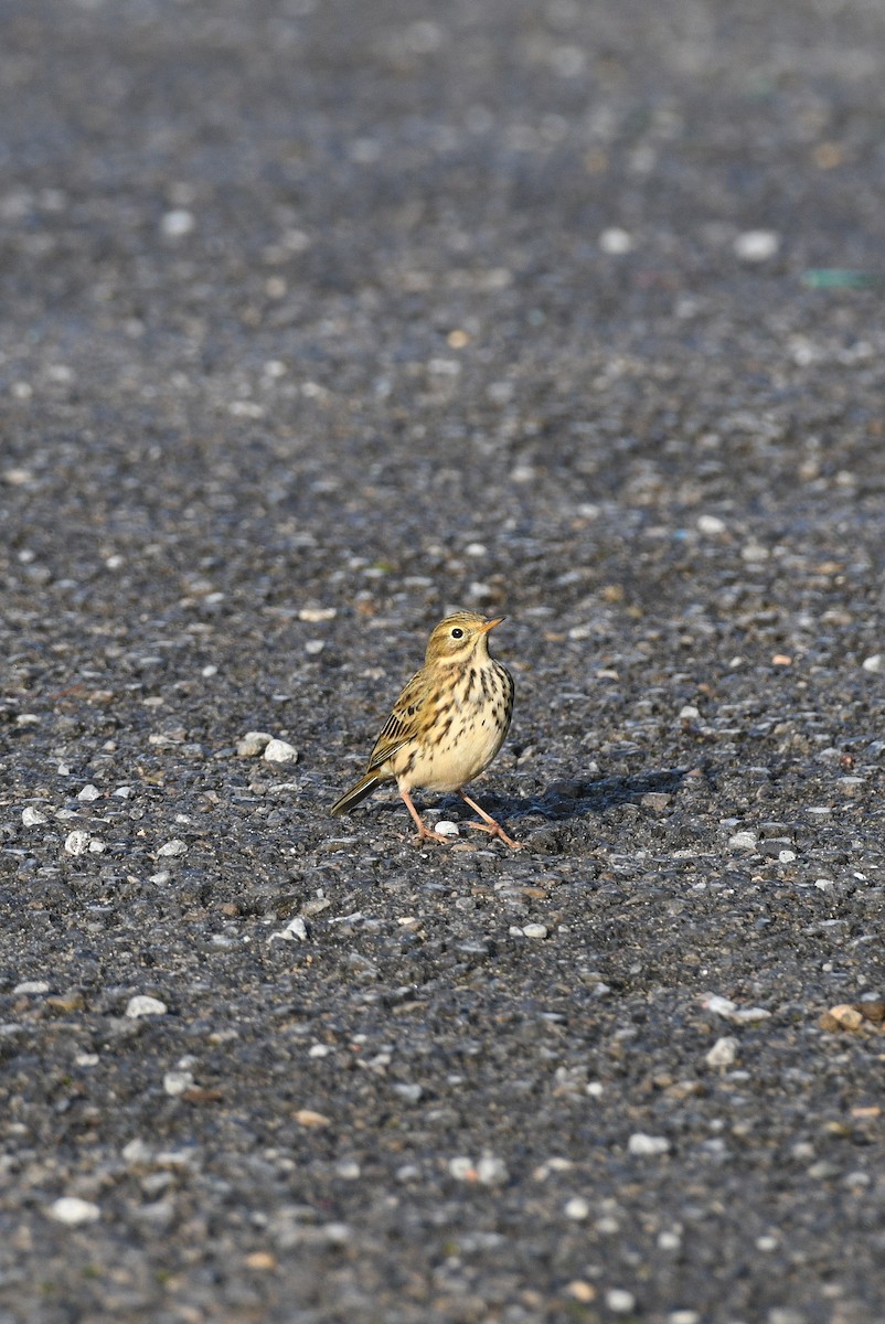 Meadow Pipit - ML609448949