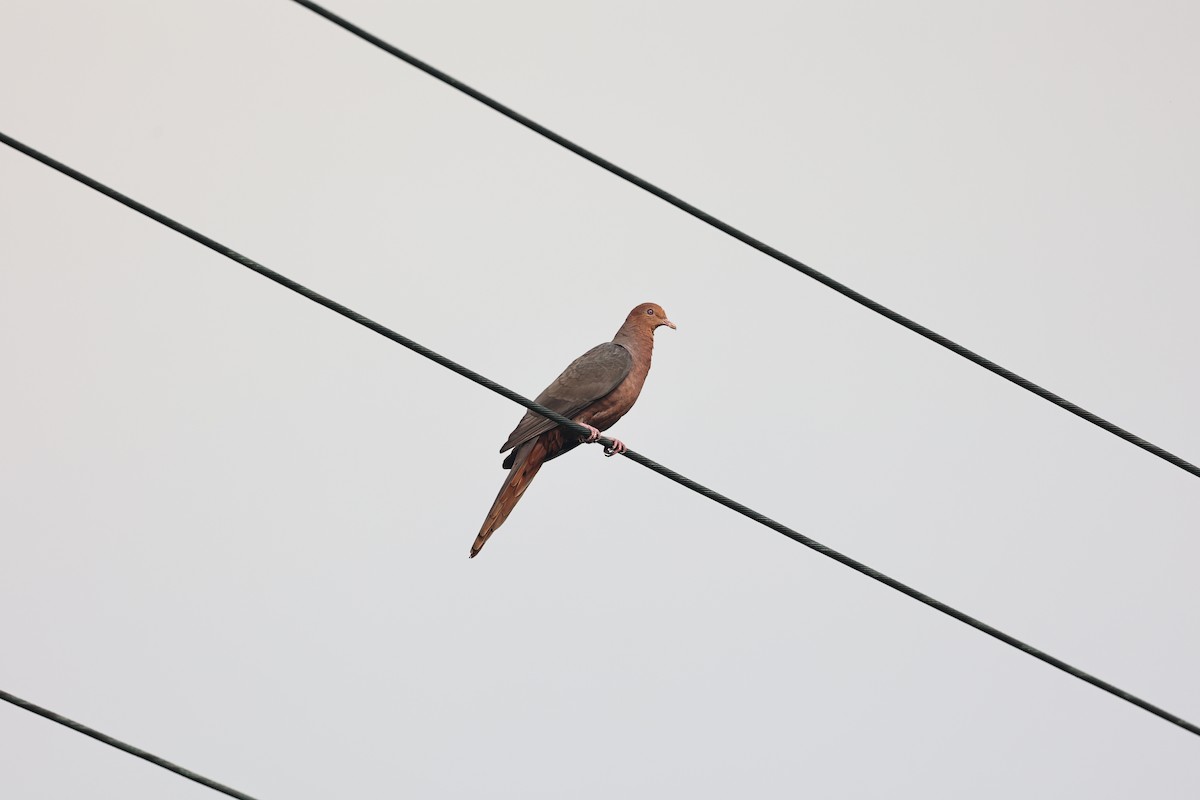 Philippine Cuckoo-Dove - Chien-wei Tseng