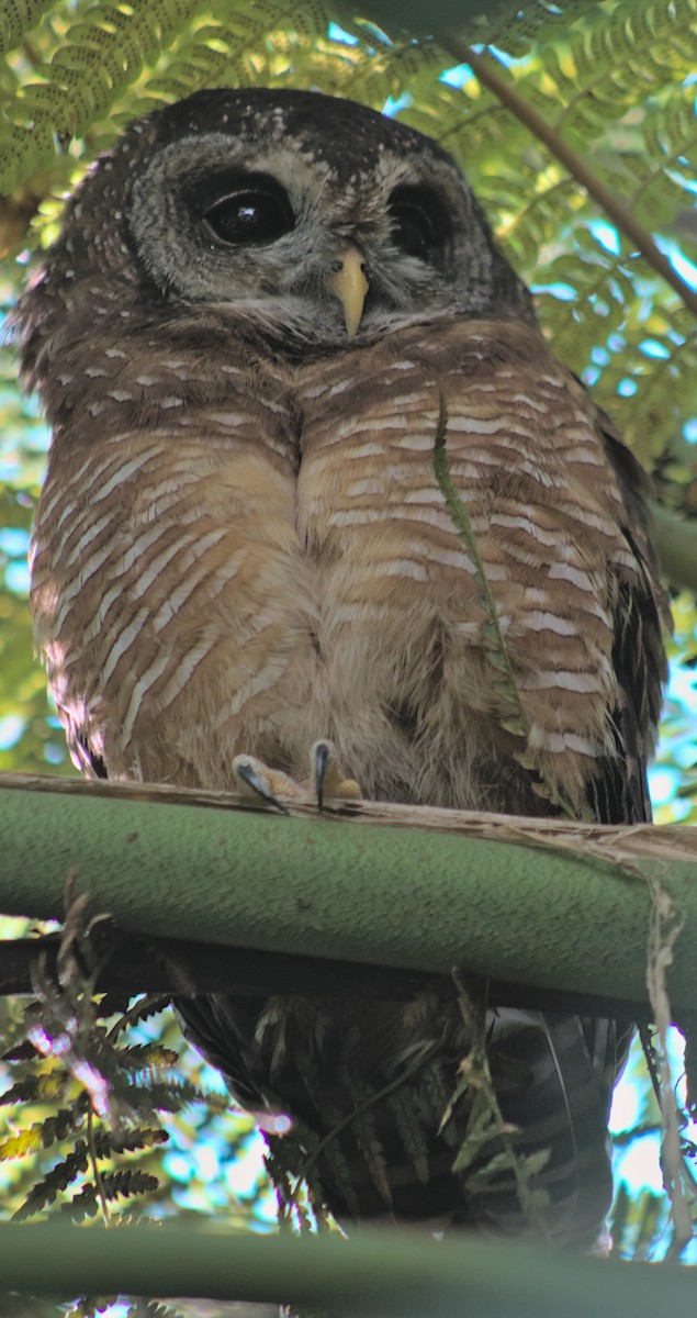 African Wood-Owl - ML609449203