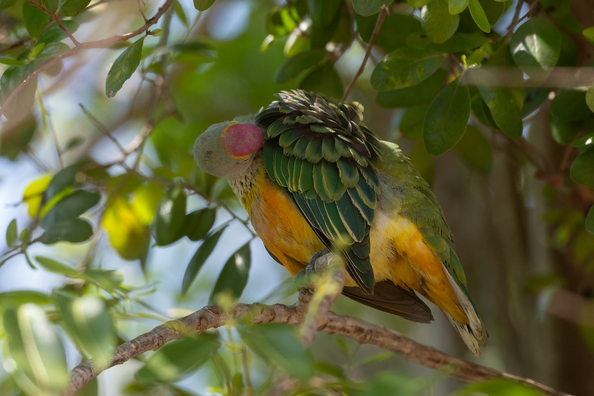 Rose-crowned Fruit-Dove - ML609449391