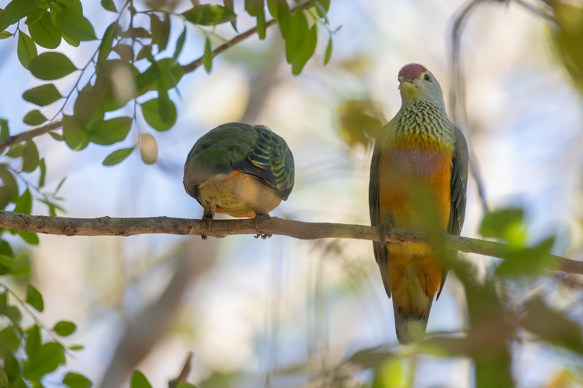 Rose-crowned Fruit-Dove - Adrian Boyle