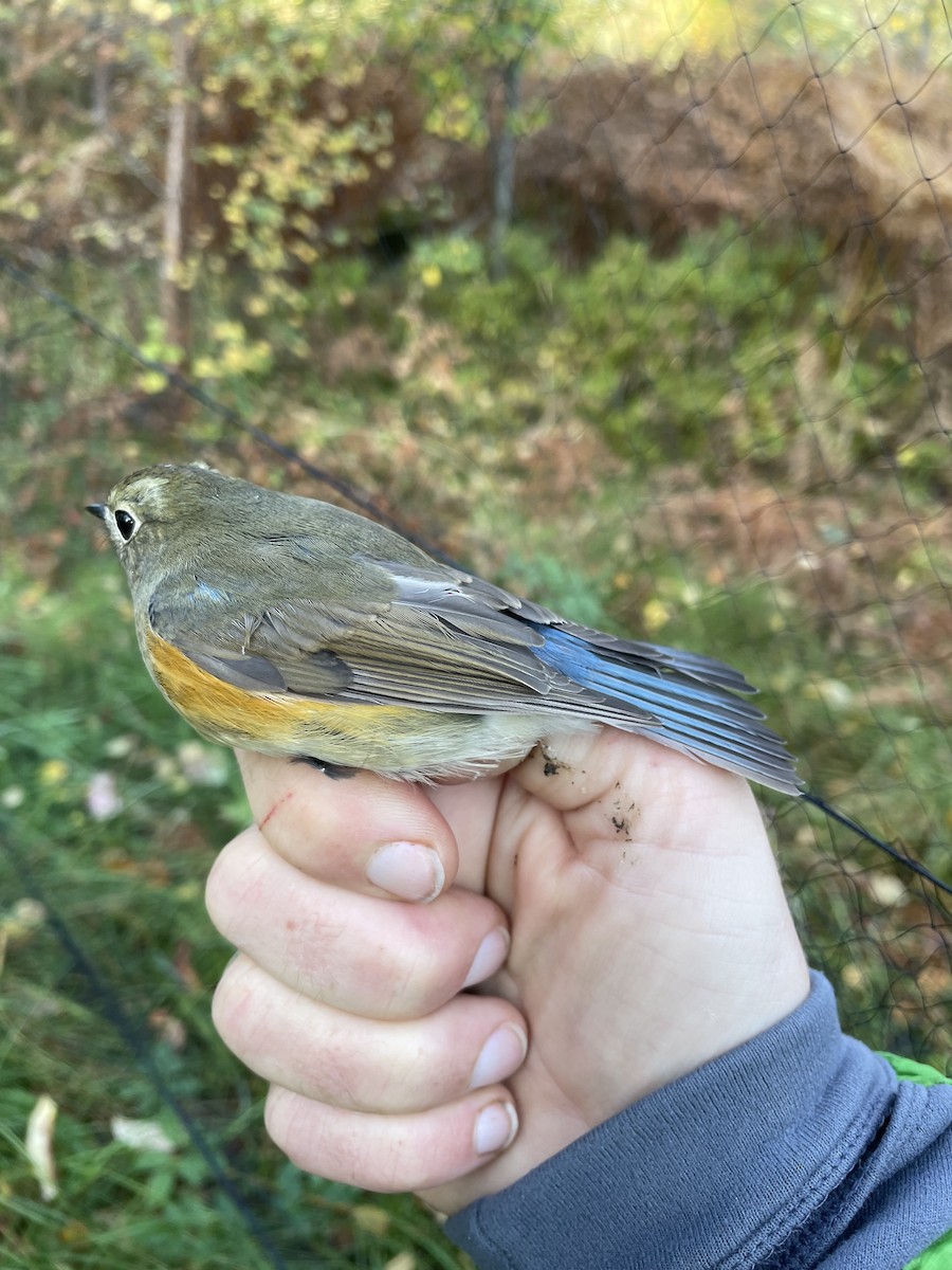 Red-flanked Bluetail - ML609449540