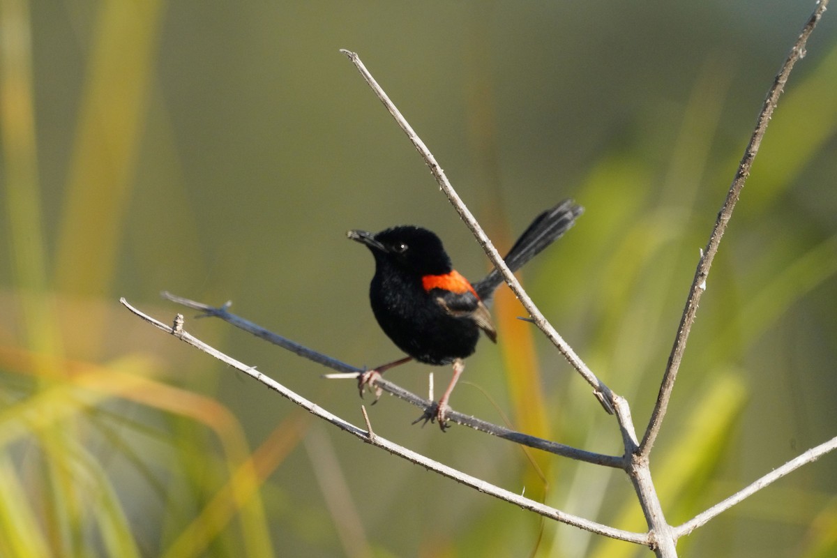 Red-backed Fairywren - ML609450039