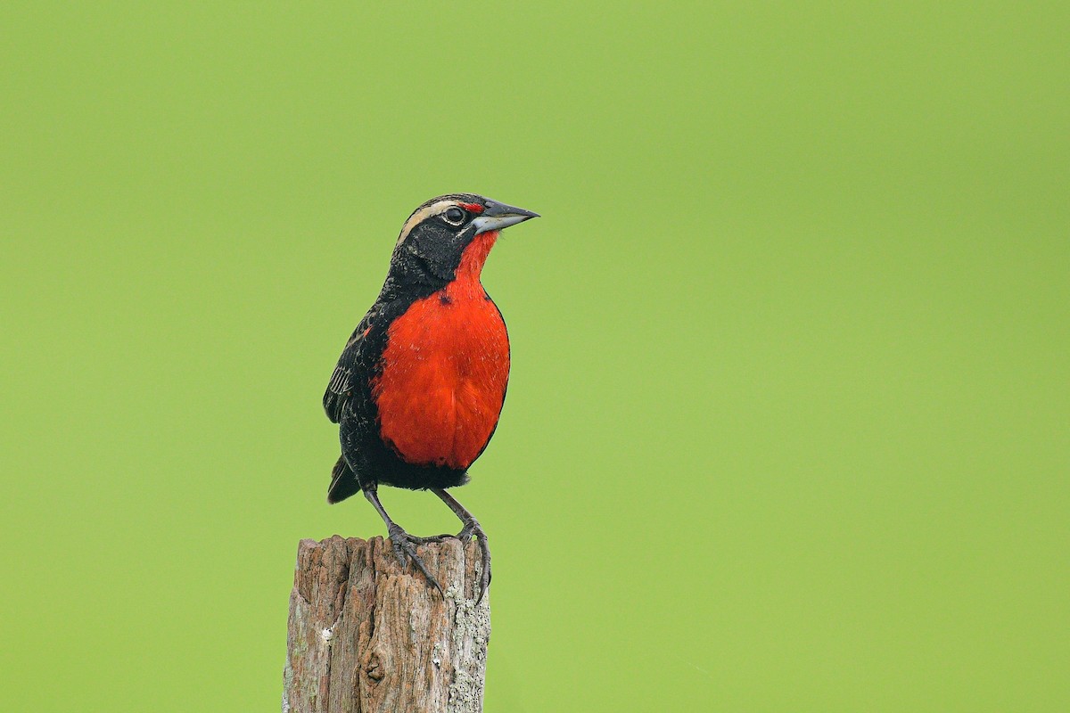 blackbird sp. - ML609450044