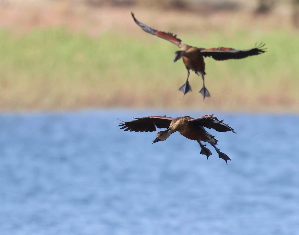 Wandering Whistling-Duck - ML609450048