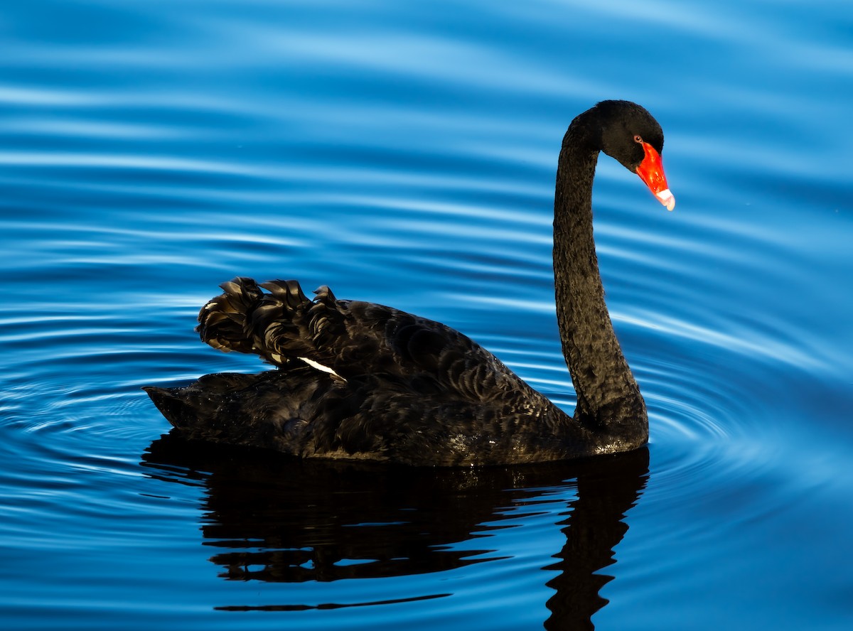Black Swan - ML609450352