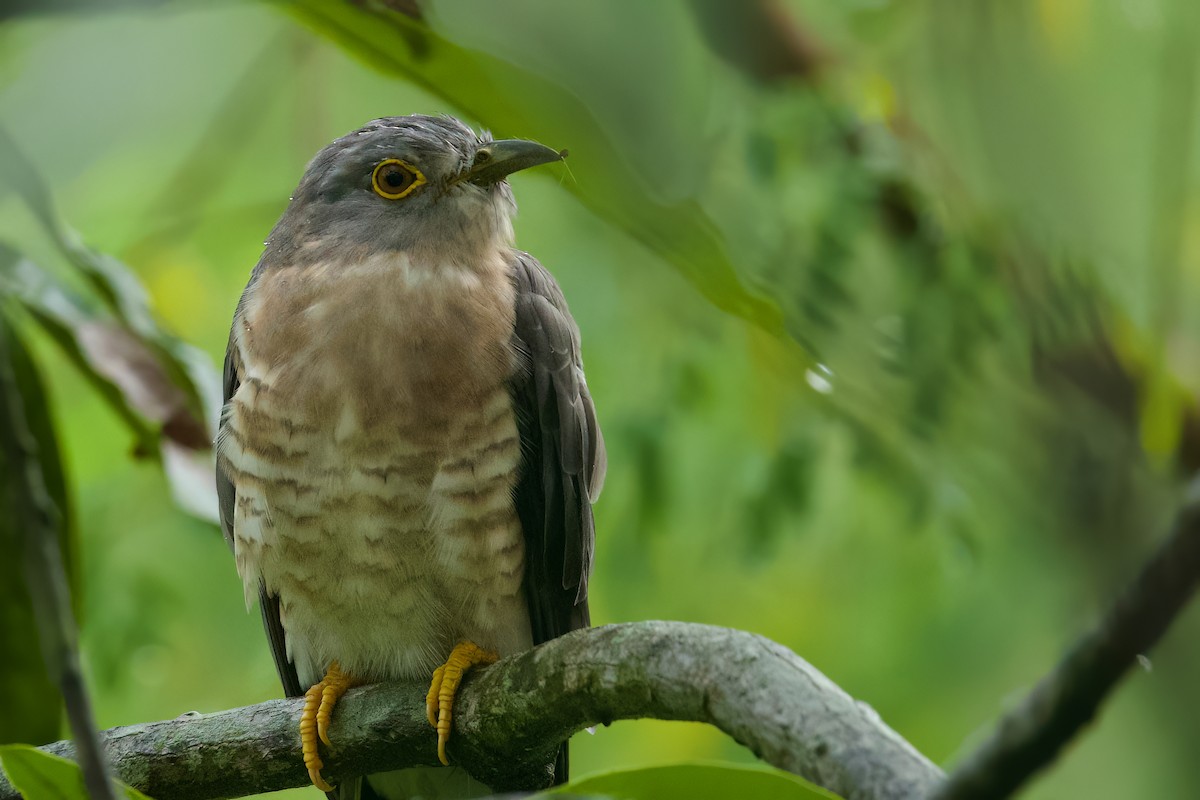 Common Hawk-Cuckoo - Sourav Mandal