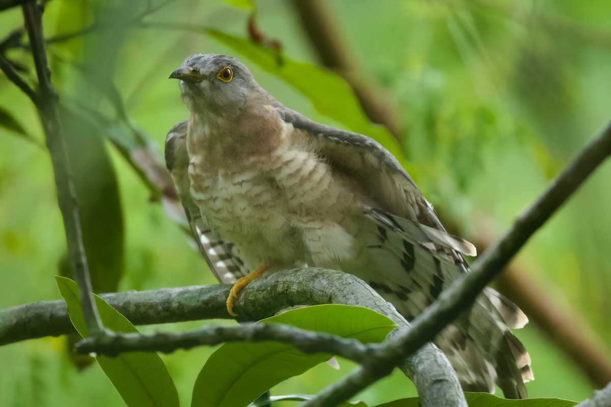 Common Hawk-Cuckoo - ML609450478
