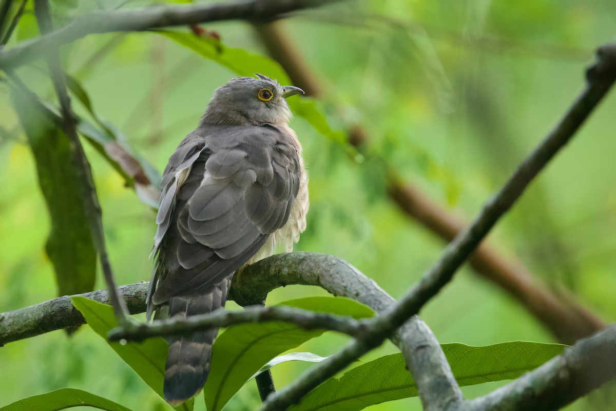 Common Hawk-Cuckoo - Sourav Mandal