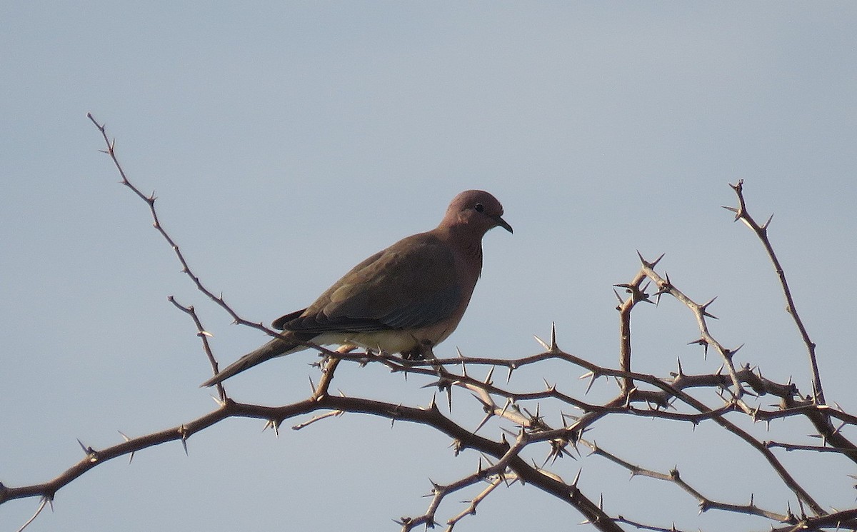 Laughing Dove - ML609450979