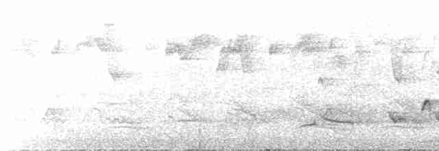 Rostrücken-Ameisenvogel - ML609451168