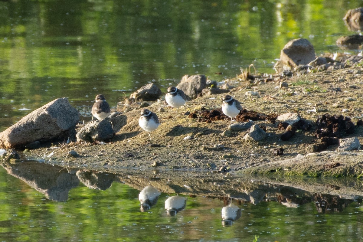 Common Ringed Plover - ML609451285