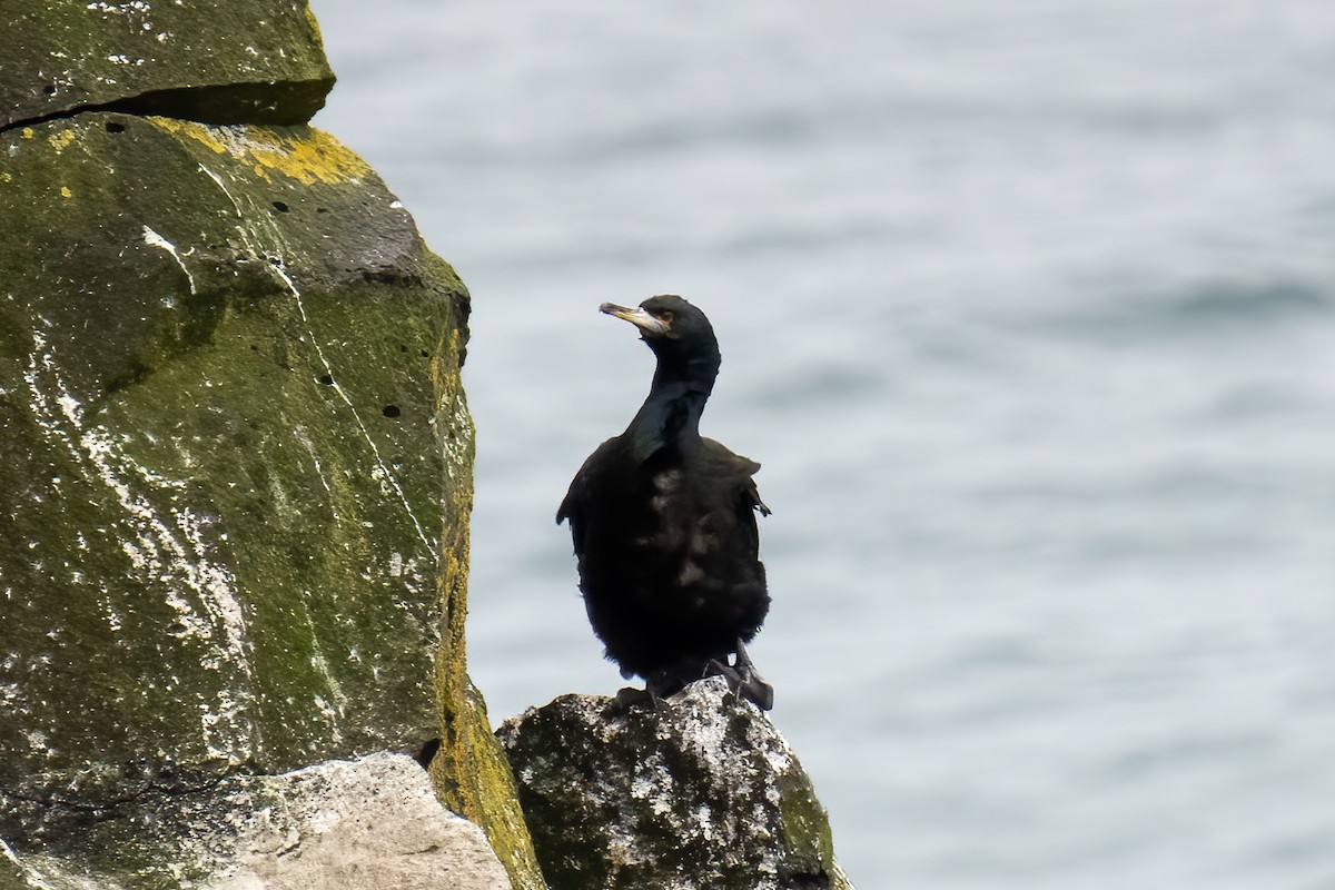 Red-faced Cormorant - ML609451714