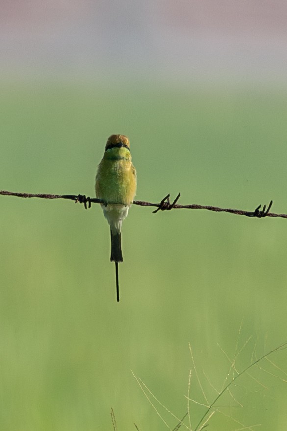 Asian Green Bee-eater - ML609451718