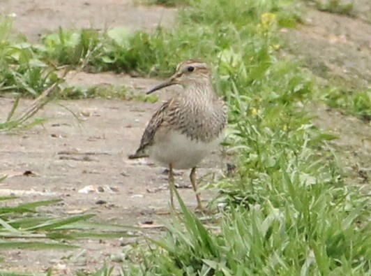 Pectoral Sandpiper - ML609451720
