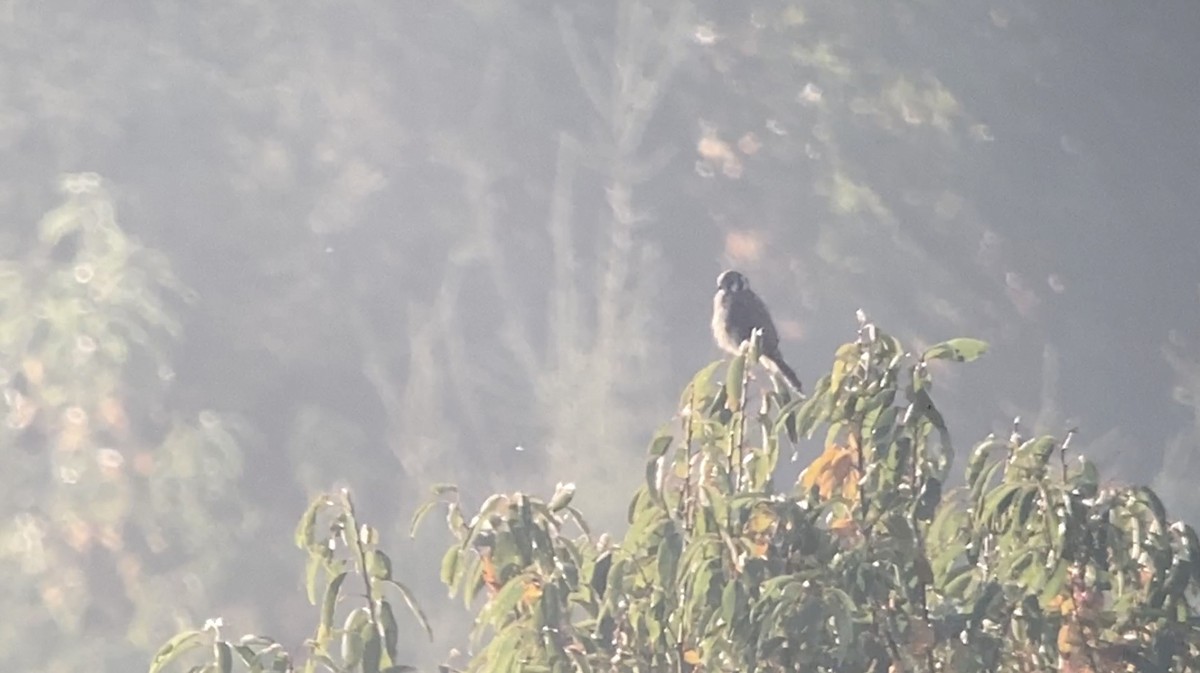 American Kestrel - ML609451734