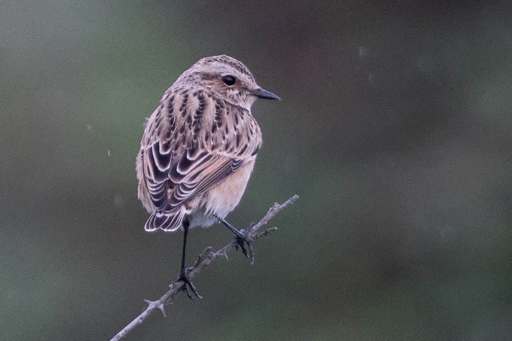 Whinchat - ML609451743