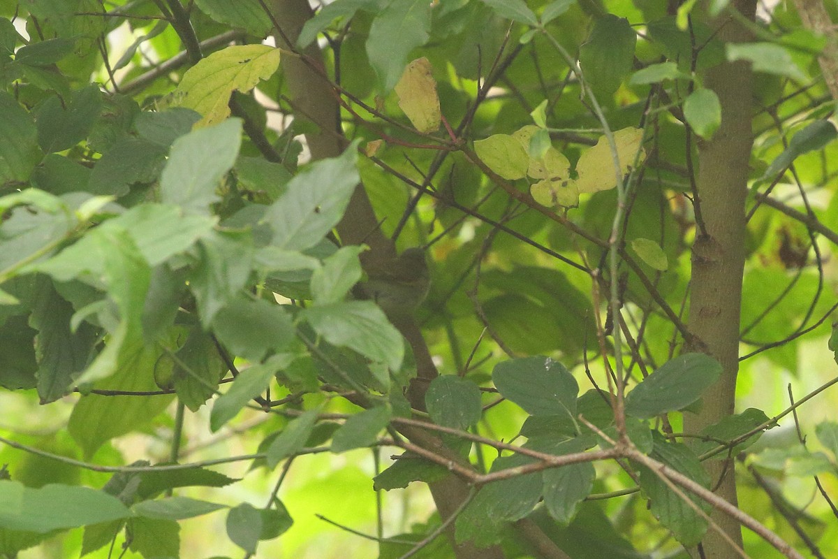 Greenish Warbler (viridanus) - ML609451859