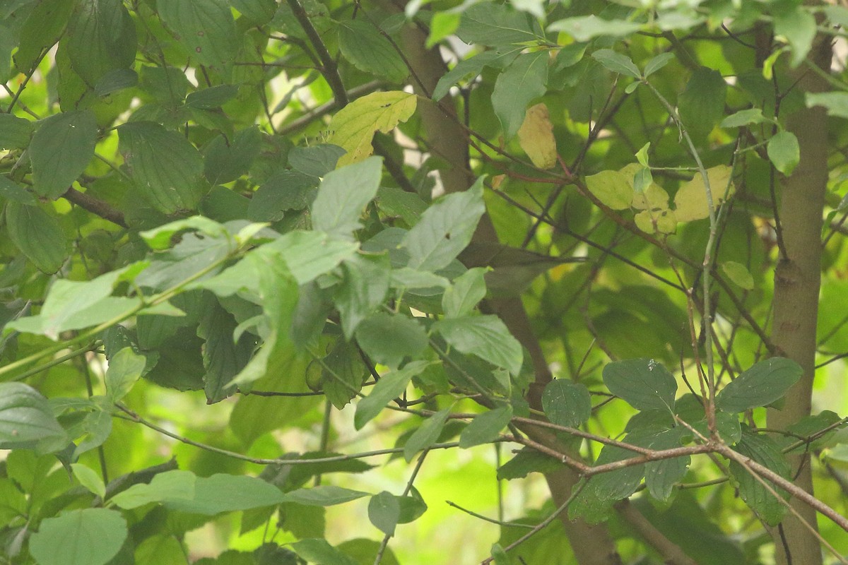 Greenish Warbler (viridanus) - ML609451860