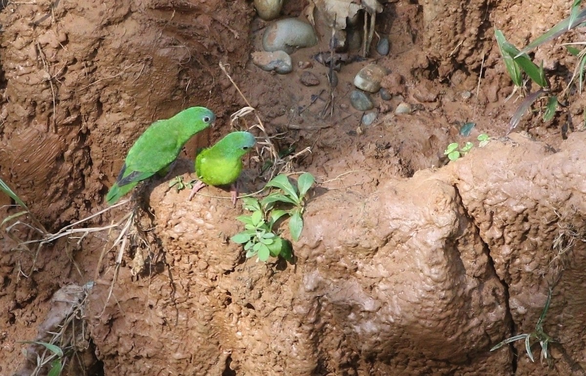 Перуанский попугай-крошка - ML609452397