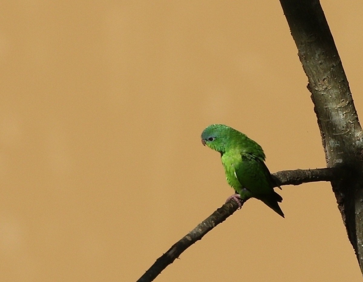 Перуанский попугай-крошка - ML609452409