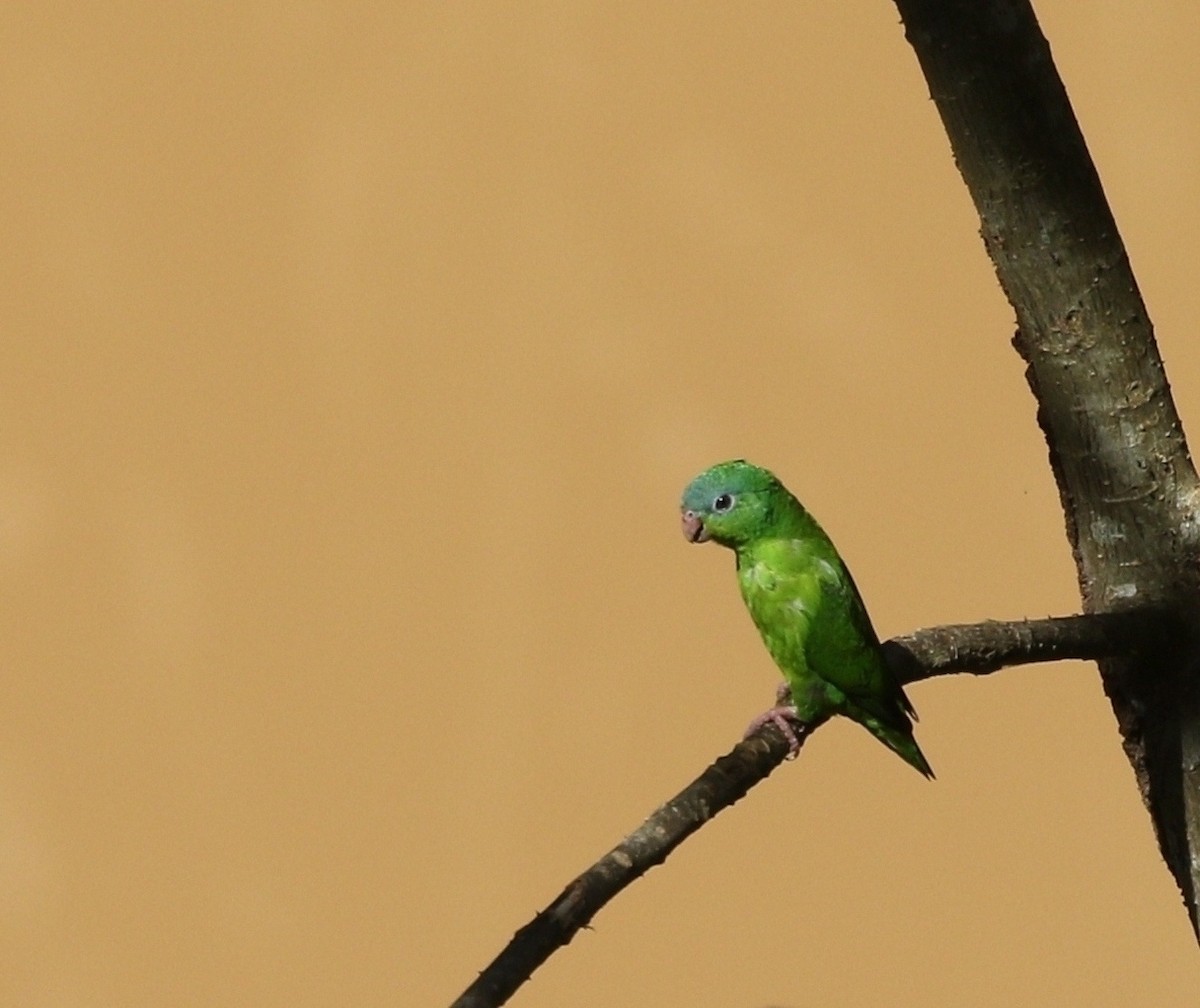 Перуанский попугай-крошка - ML609452410
